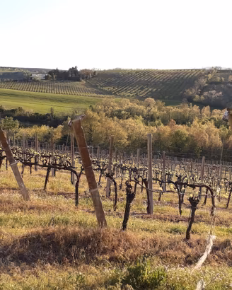 Terreno agricolo