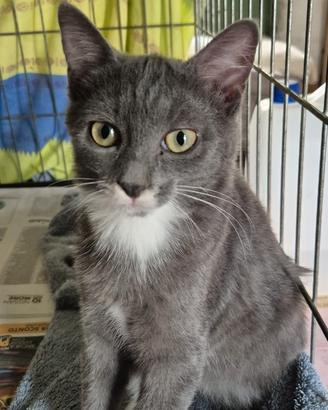 Gattina Femmina di 2/3 mesi