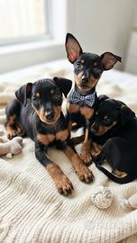 Pinscher purissimi nati in casa