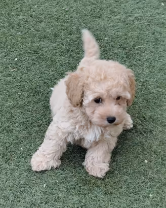 maltipoo cuccioli 