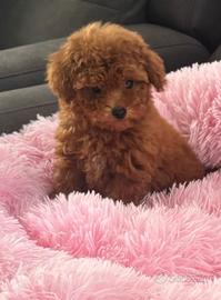 Barboncine minitoy e teacup