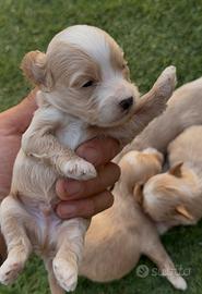 Maltipoo toy