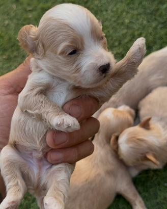 Maltipoo toy