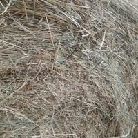 Pacciamare con fieno o Pacciamatura con paglia 