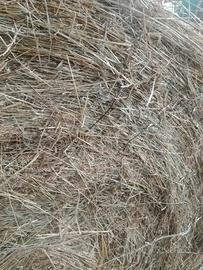Pacciamare con fieno o Pacciamatura con paglia 