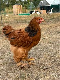Brahma