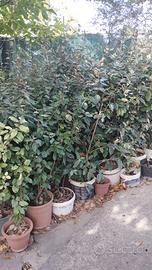 Piante da siepe
