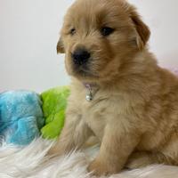 Cucciolata di Golden Retriever linea americana
