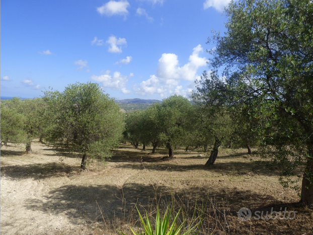 Oliveto 143 alberi zona monte Cau