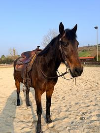 Cavallo