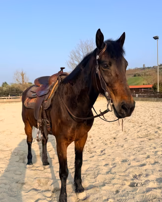Cavallo