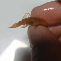 Ancistrus super red high grade