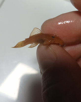 Ancistrus super red high grade