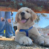 Golden retriever angloamericani cuccioli