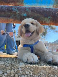 Golden retriever angloamericani cuccioli