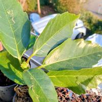 pianta sempre verde da siepe