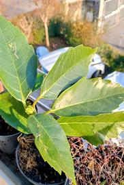 pianta sempre verde da siepe