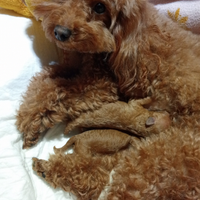 Barboncini Toy e Miny