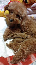 Barboncini Toy e Miny