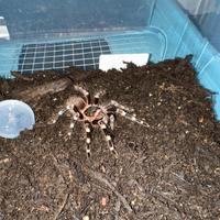 Migale acanthoscurria geniculata