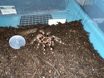 Migale acanthoscurria geniculata