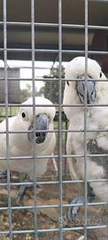 Coppia cacatua galerita