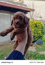 Barboncini maschi red