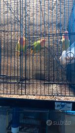 Animali fran