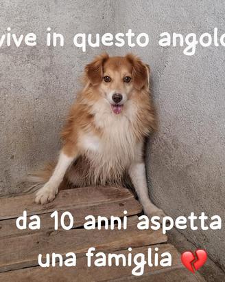 Volpi simil volpino 10 anni