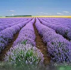 FIORI FRESCHI DI LAVANDA