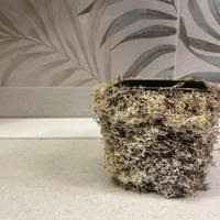 VASO MUSCHIO STABILIZZATO FINLANDESE NATURALE