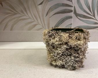VASO MUSCHIO STABILIZZATO FINLANDESE NATURALE