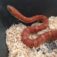 Serpente, pantherophis guttatus, serpente del gran