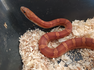 Serpente, pantherophis guttatus, serpente del gran