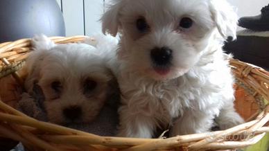 Cuccioli Maltese Toy