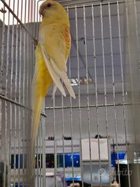 Parrocchetti dal groppone