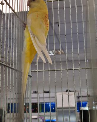 Parrocchetti dal groppone