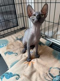 Ultima cucciola di sphynx