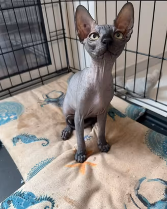 Ultima cucciola di sphynx