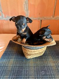 Cuccioli di Pinscher