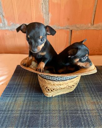 Cuccioli di Pinscher