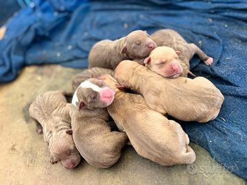 Red Nose Cuccioli Pitbull