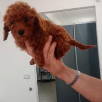 Barboncini cuccioli M e F pronti pag. Flessibile