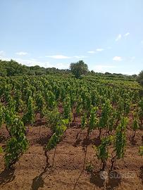 Vigneto