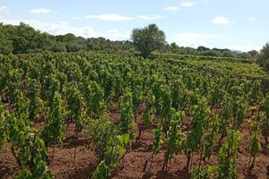 Vigneto