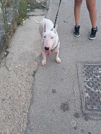 Animali