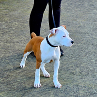 Amstaff - American Staffordshire Terrier