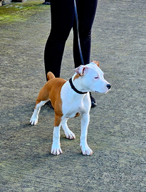 Amstaff - American Staffordshire Terrier