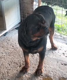 Rottweiler