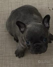 Ultimo cucciolo di bulldog francese